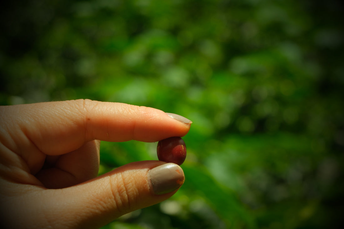 究極の一杯への探求