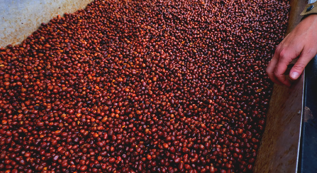 オンラインショップスタートのお知らせ